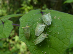 Arvelius albopunctatus