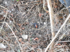 Latrodectus thoracicus