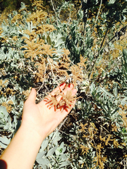 Eriodictyon tomentosum