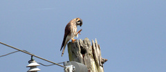 Falco sparverius image