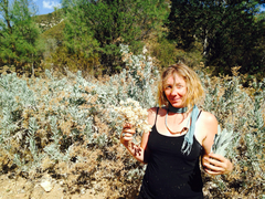 Eriodictyon tomentosum