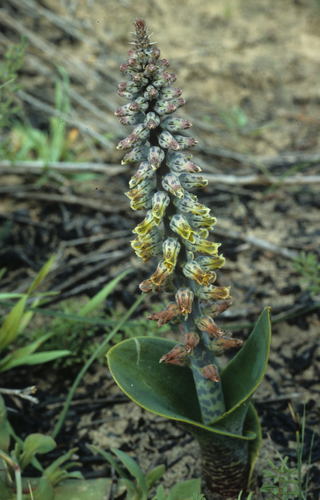 Image of Lachenalia variegata by (c) Tom Lloyd Evans, some rights reserved (CC BY-SA)