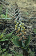 Lachenalia variegata