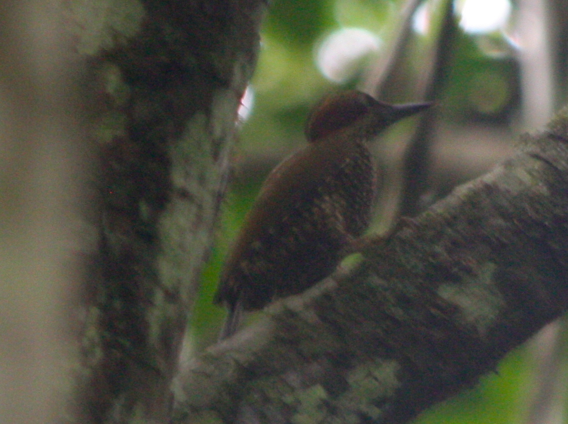Brown-eared Woodpecker (Pardipicus caroli), photo 1
