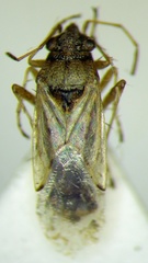 Nysius cymoides