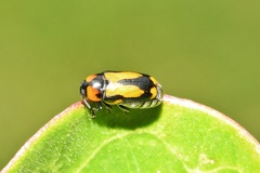 Peploptera