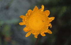 Cotula duckittiae