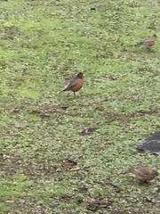 Turdus migratorius