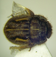 Odontoscelis signata