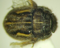 Odontoscelis signata