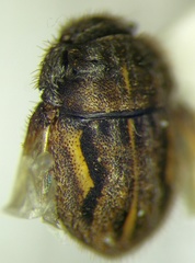 Odontoscelis signata