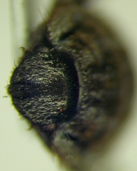 Odontoscelis signata