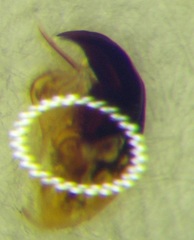 Odontoscelis signata