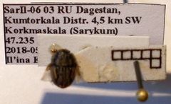 Odontoscelis signata