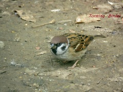 Passer montanus