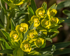 Euphorbia dendroides