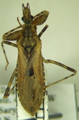 Oncocephalus brachymerus
