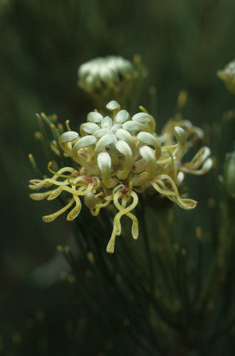 Image of Serruria acrocarpa by (c) Tom Lloyd Evans, some rights reserved (CC BY-SA)