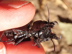 Pachyodontus languidus