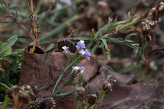 Limonium sinuatum