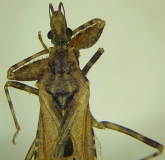 Oncocephalus brachymerus