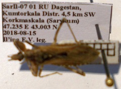 Oncocephalus brachymerus