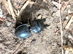 Pachyodontus languidus