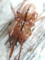 Stemonyphantes lineatus