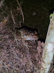 Craugastor laevissimus