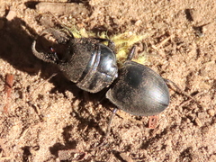 Pachyodontus languidus