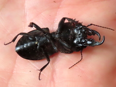 Pachyodontus languidus