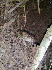 Craugastor laevissimus