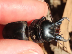 Pachyodontus languidus