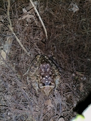 Craugastor laevissimus