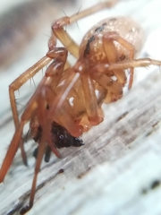 Stemonyphantes lineatus