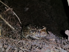 Craugastor laevissimus