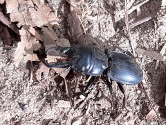 Pachyodontus languidus