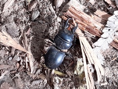 Pachyodontus languidus