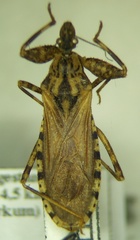 Oncocephalus squalidus