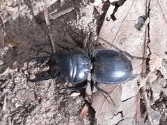 Pachyodontus languidus