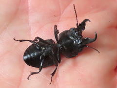 Pachyodontus languidus