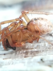 Stemonyphantes lineatus