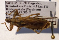 Oncocephalus squalidus