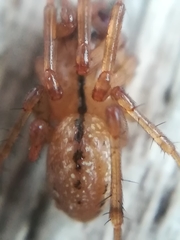 Stemonyphantes lineatus