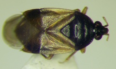 Orius minutus