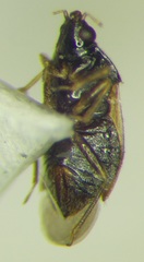 Orius minutus