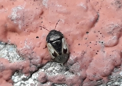 Crocistethus waltlianus