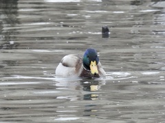 Anas platyrhynchos