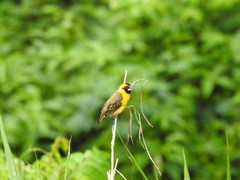 Pachyphantes superciliosus