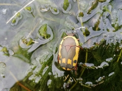 Pachnodella impressa